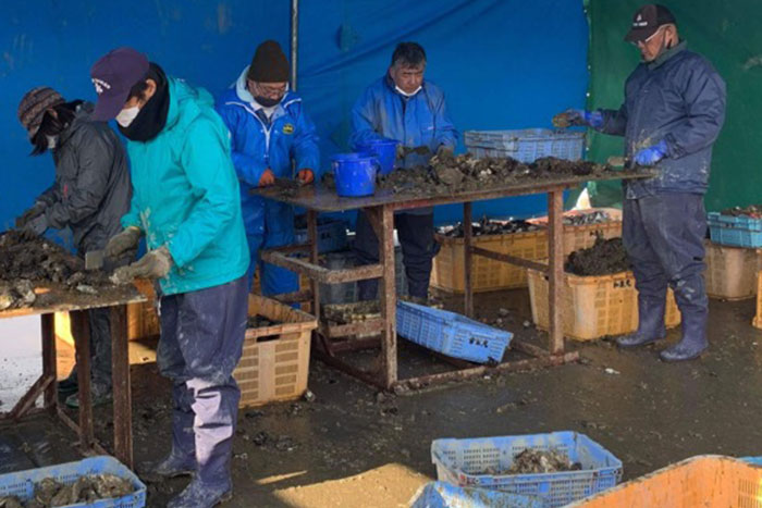 Oyster farming experience and oyster hut lunch