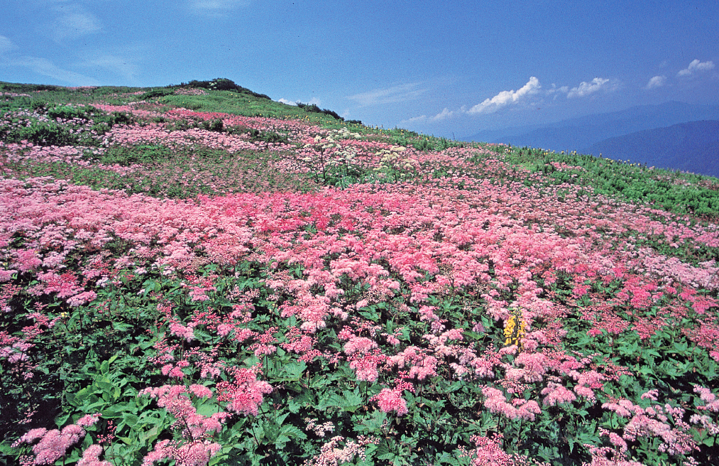 伊吹山・お花畑ウォーク