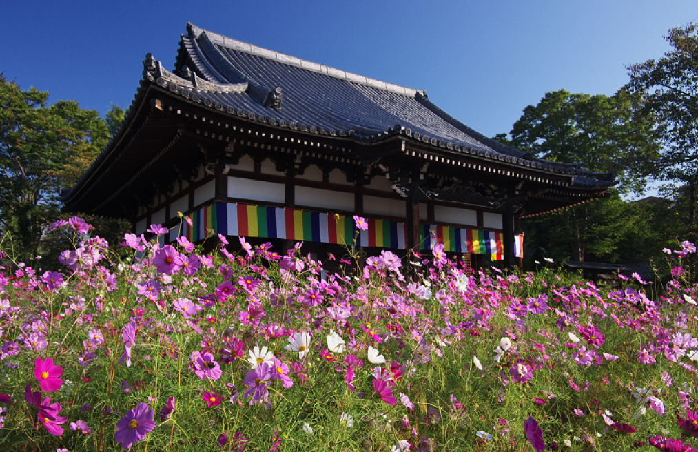 秋桜コース　大和の花の寺